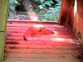 17a - Parc des Mamelles - Zoo 009